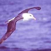 Black-browed Albatross
